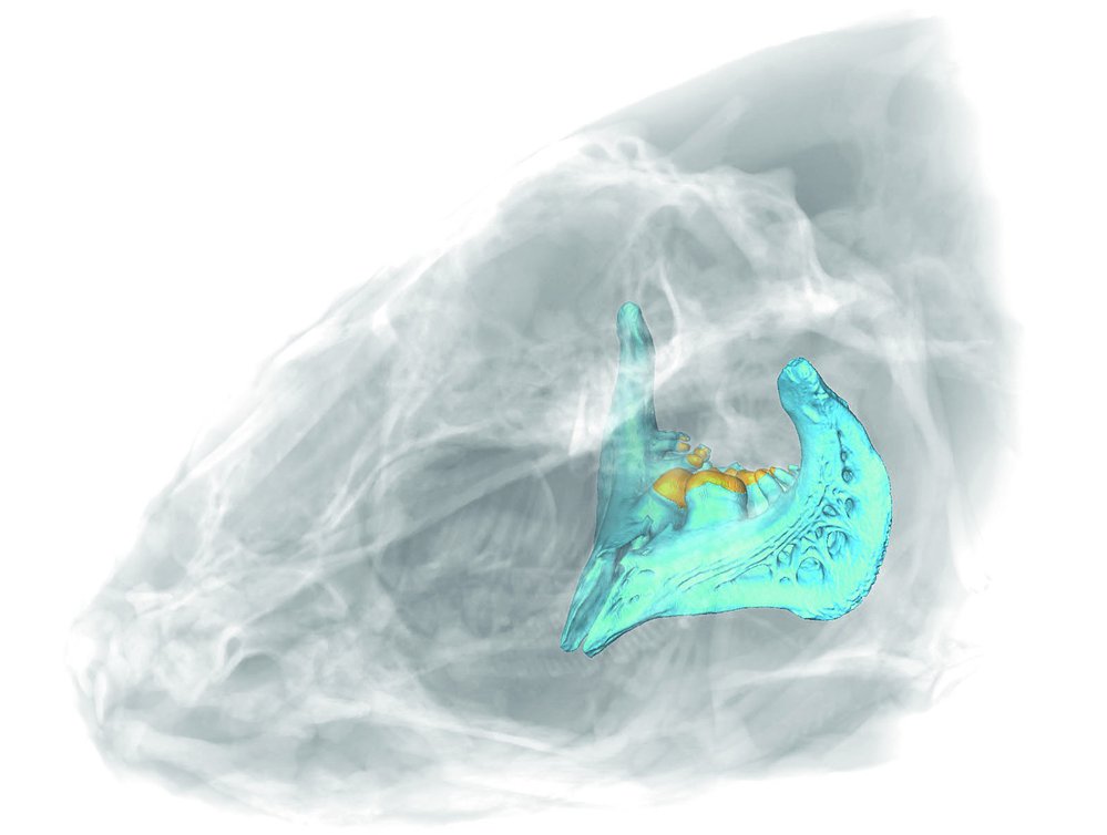 3D rekonstrukci rybí hlavy se zvýrazněnými zoubky