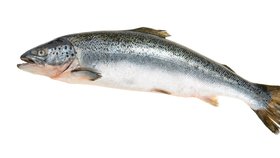 V Česku skončili „jedovatí“ pstruzi. 10 tisíc ryb obsahovalo karcinogenní látku