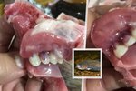 Ryba, kterou si Filipínka zakoupila na trhu, měla uvnitř tlamy lidské zuby.