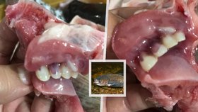 Ryba, kterou si Filipínka zakoupila na trhu, měla uvnitř tlamy lidské zuby.