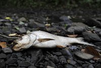 V potoce Řečička uhynuly desítky ryb: Otrávil je saponát používaný k mytí automobilů!