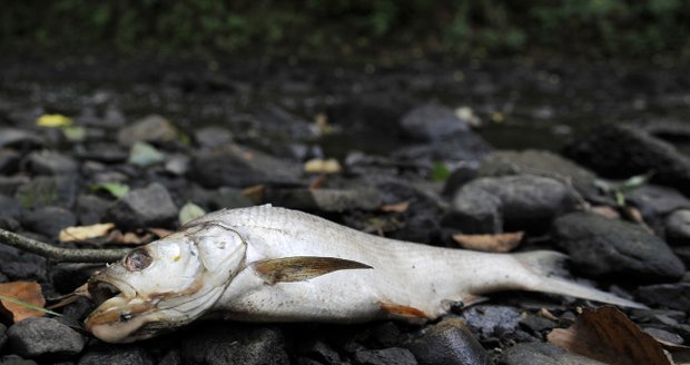 V Otíně uhynuly desítky ryb.