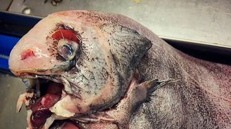 Nestvůry z akčních filmů, nebo skutečná stvoření z hlubin oceánů? Prohlédněte si galerii Nestvůry z akčních filmů, nebo skutečná stvoření z hlubin oceánů? Prohlédněte si galerii