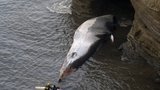 Poslední boj těhotné velryby: Z pasti nebylo úniku 