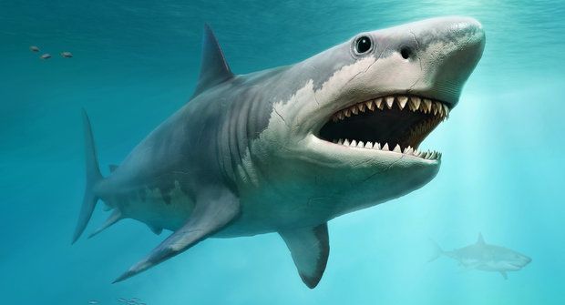 Žraloci v Čechách: Nebezpečná mořská monstra
