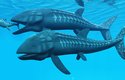 Obří ryba Leedsichthys se zřejmě živila podobně jako dnešní žraloci velrybí tím, že z vody cedila drobné živočichy. Na obrázku je s malým ichtyosaurem