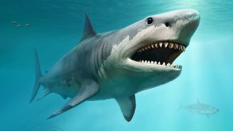 Obří žralok opět řádí v kinech. Megalodoni byli děsiví superpredátoři, kteří v děloze požírali své sourozence