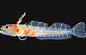 Haptoclinus dropi: Nově objeveneý druh ryby v rarifotické zóně nemá české jméno