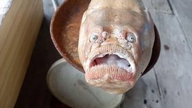 Thajský rybář Prasert Shookul vytáhl z moře děsivou rybu se strašidelným obličejem.