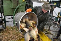 Velká podívaná: Rybáři loví Bezruč, ceny ryb se zvedly o 10 procent