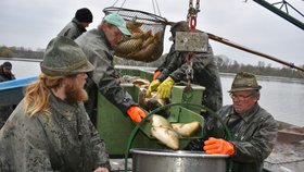 Rybáři loví rybník Bezruč, který je největší v Moravskoslezském kraji.