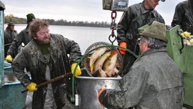 Rybáři loví rybník Bezruč, který je největší v Moravskoslezském kraji.