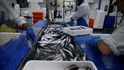 filetování ryb v továrně na zpracování ryb v přístavu Boulogne-sur-Mer, Francie