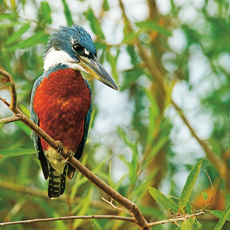 Rybařík obojkový (Megaceryle torquata)