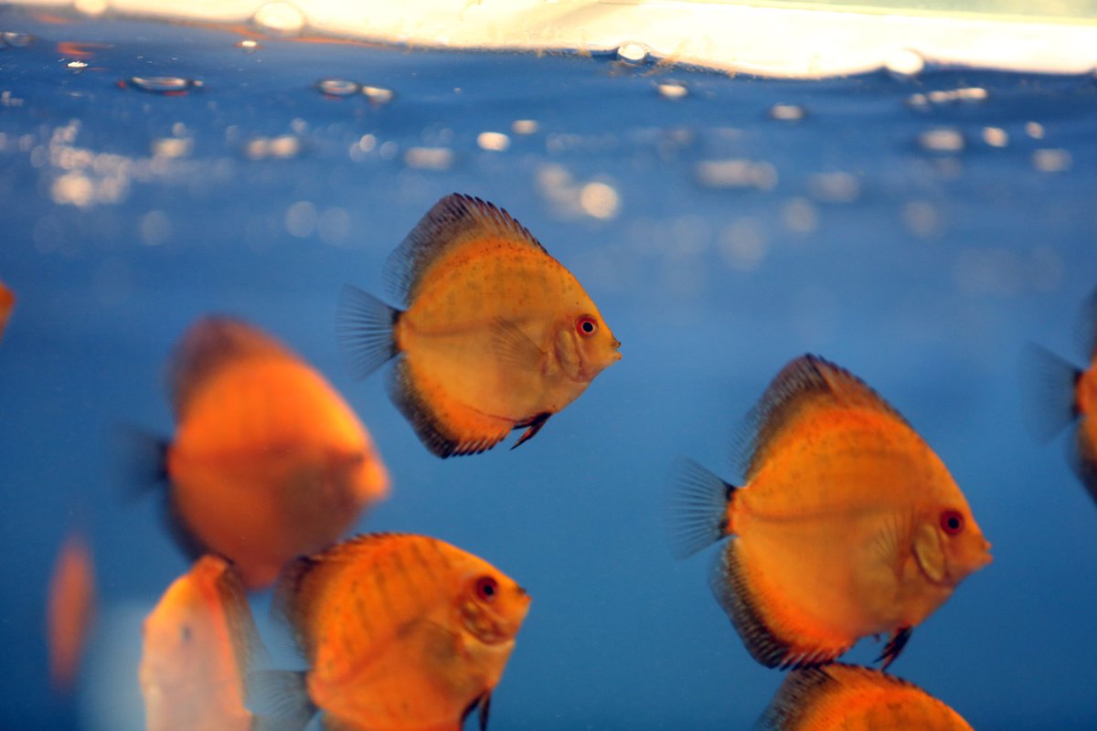 Rybky chovatele Leona Ryčla jsou vyhlášené po celé Evropě. Heč, my jsme oranžové rybičky Paroubkovky...