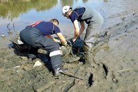 Kuriózní výjezdy hasičů: Chlap uvízl ve vypuštěném rybníce, kůň se čvachtal v bazénu