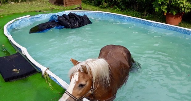 Kůň spadl ve Vysokých Popovicích na Brněnsku do bazénu.