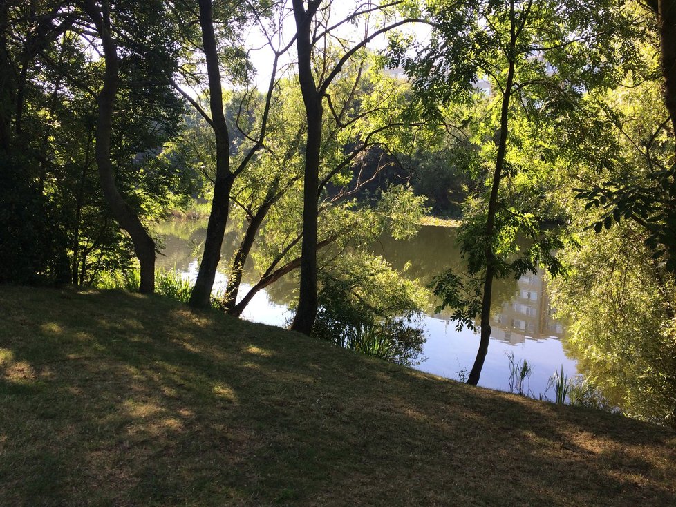 V Čimicích uhynuly kvůli horku ryby, jejich likvidace probíhá pomalu.