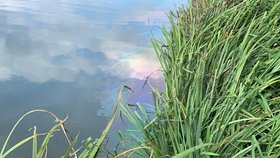 Na hladině Kyjského rybníka se objevila pestrobarevná skvrna.