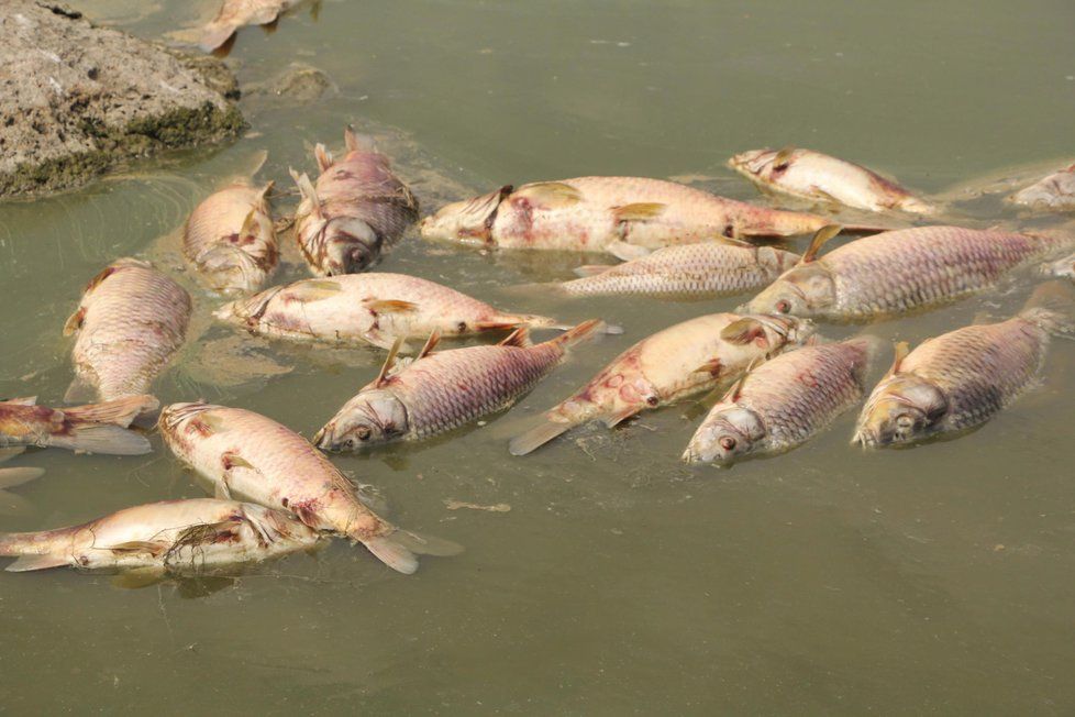 Ryby lekly kvůli vedru a suchu a nedostatku kyslíku z důvodu poklesu hladiny.