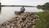 Přírodní katastrofa: Na největším moravském rybníku Nesyt uhynulo vedrem na 40 tun ryb