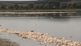 V rybníce Nesyt na Břeclavsku uhynulo v pátek na 40 tun ryb