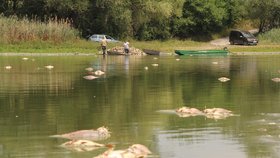 V rybníce Nesyt na Břeclavsku uhynulo v pátek na 40 tun ryb