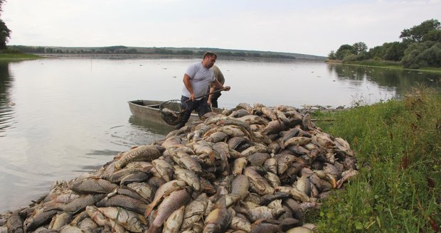 Přírodní katastrofa: Na největším moravském rybníku Nesyt uhynulo vedrem na 40 tun ryb