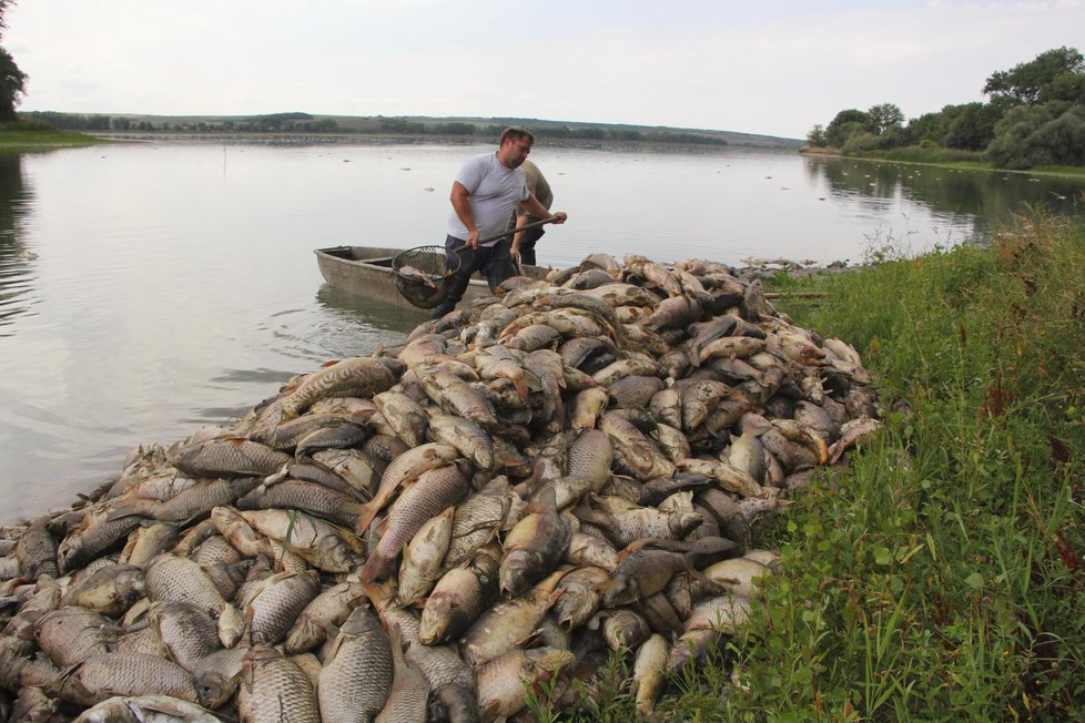 V rybníce Nesyt na Břeclavsku uhynulo v pátek na 40 tun ryb