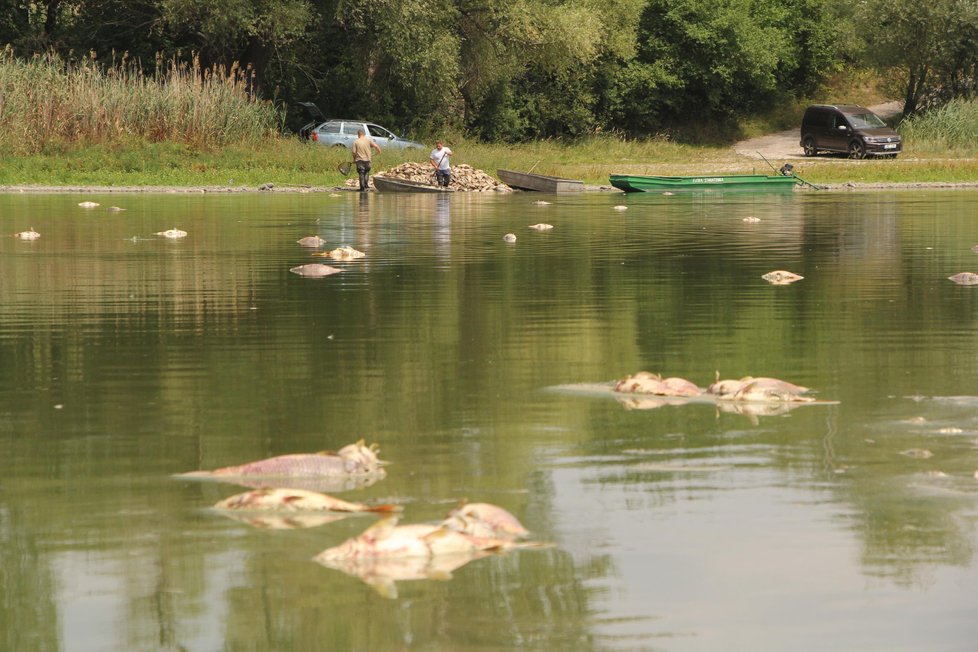 V rybníce Nesyt na Břeclavsku uhynulo v pátek na 40 tun ryb.