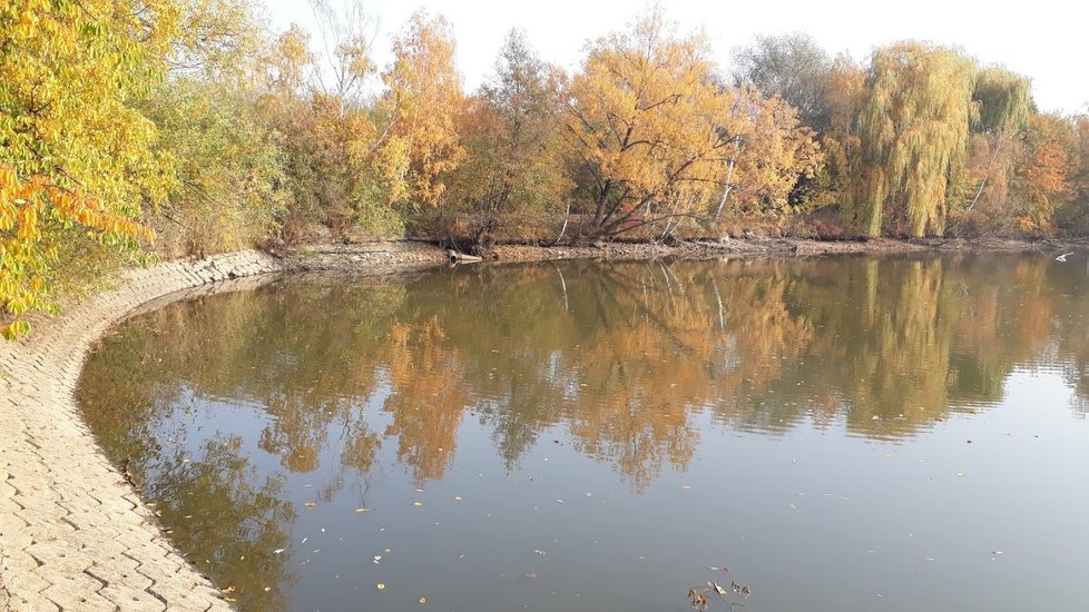 Díky revitalizaci zadrží Xaverovský rybník více vody. Zabydlují se zde i ptáci a další vodní zvířena