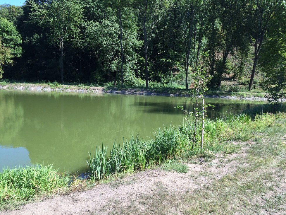 Nový rybník v Hloubětíně je menší, dotváří ale místní atmosféru.