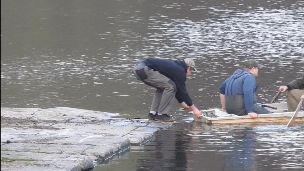 Na vinořských rybnících Malá a Velká Obůrka došlo k úniku nenzámé látky do vody. Způsobila úhyn několika tisíc ryb. (19. duben 2021)