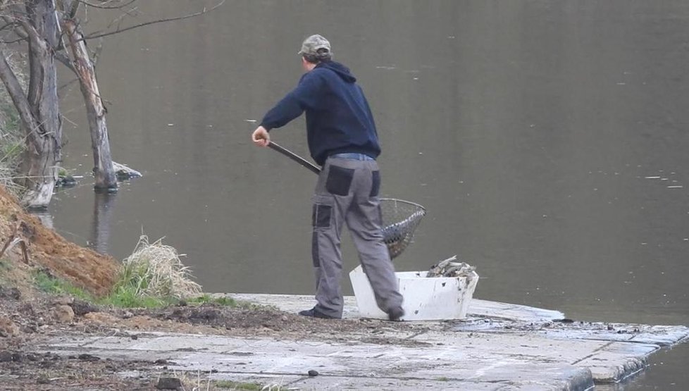 Na vinořských rybnících Malá a Velká Obůrka došlo k úniku nenzámé látky do vody. Způsobila úhyn několika tisíc ryb. (19. duben 2021)