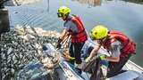 Desítky tun uhynulých ryb na Břeclavsku: Udusily se! Lovit je budou týden
