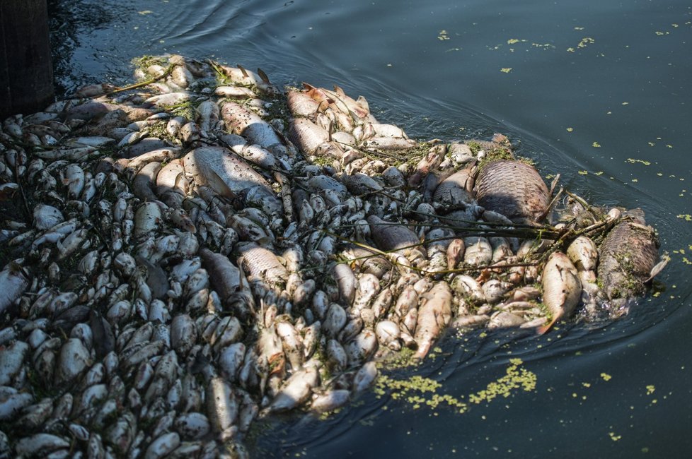 Hasiči vytahují z řeky Dyje uhynulé ryby. Udusily se kvůli sinicím.
