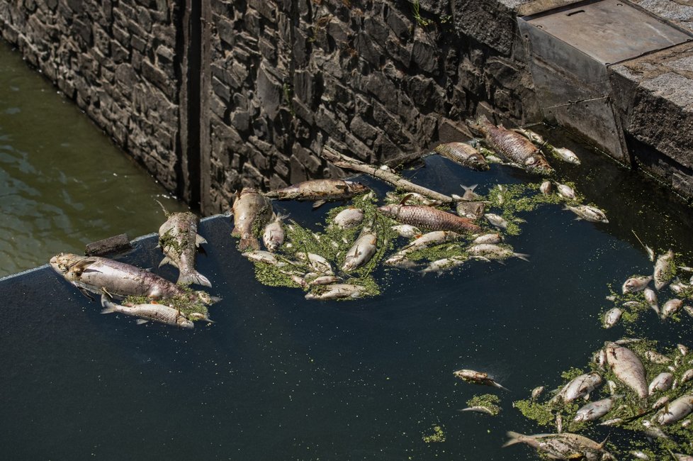 Hasiči vytahují z řeky Dyje uhynulé ryby. Udusily se kvůli sinicím.