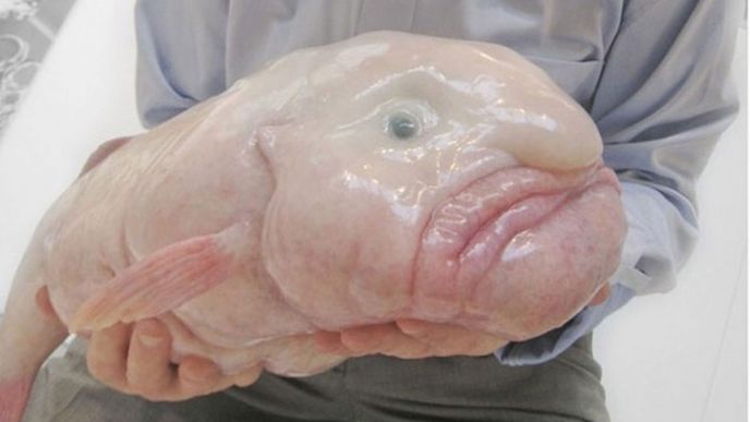 Blobfish