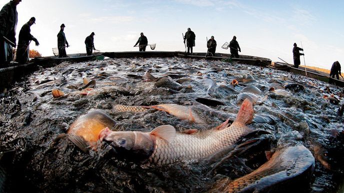 Kapra je nejlepší nakupovat ROVNOU OD CHOVATELE na sádkách nebo přímo u výlovu