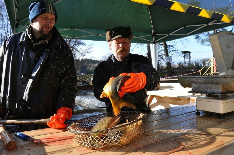 U Košináře v Plzni se na městských sádkách před Vánoci prodávají ryby.