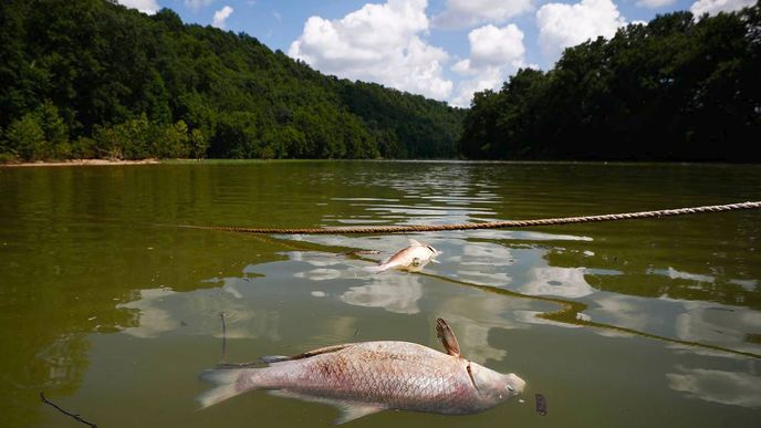 Tisíce ryb uhynuly po úniku bourbonu do řeky Kentucky