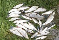 Ekologický poplach v Mexiku: Tisíce mrtvých ryb!