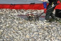 Obří úhyn ryb v Odře: Verze s rtutí vyvrácena. Němci se bojí kontaminace a uzavřeli kanál