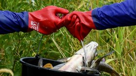 Otrava ryb v řece Odra