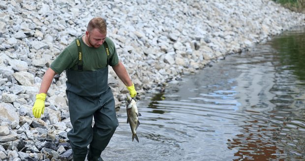 Tuny mrtvých ryb v Odře: Kvůli chemickým odpadům? Policie vypsala odměnu 5 milionů korun za informace