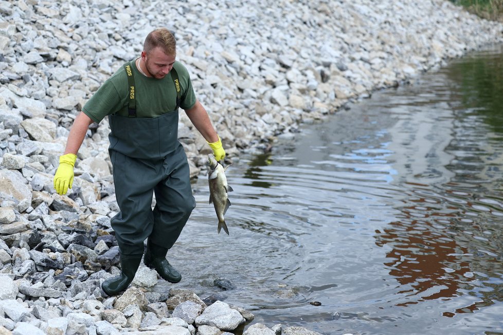 Otrava ryb v řece Odra