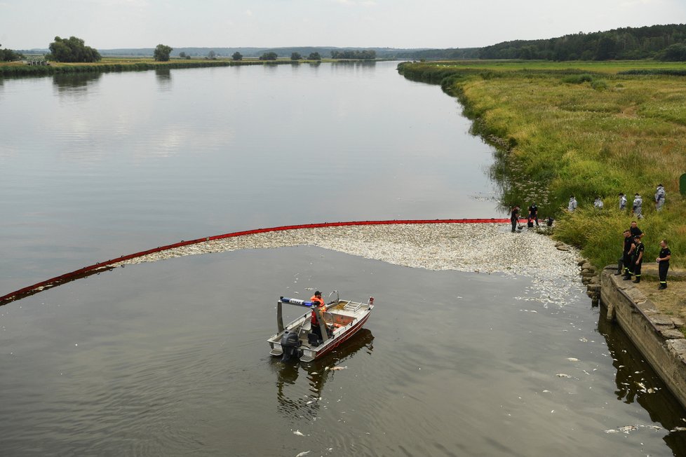 Otrava ryb v řece Odra