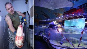 Neznámý pachatel otrávil ryby a želvy v Mořském světě v Praze-Holešovicích