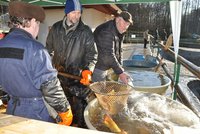 Tradice se vrací: Plzeň obnoví velikonoční prodej ryb na městských sádkách