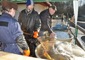 Prodej ryb na městských sádkách v Plzni.